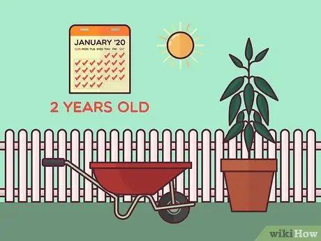 Сбор урожая корицы, шаг 1