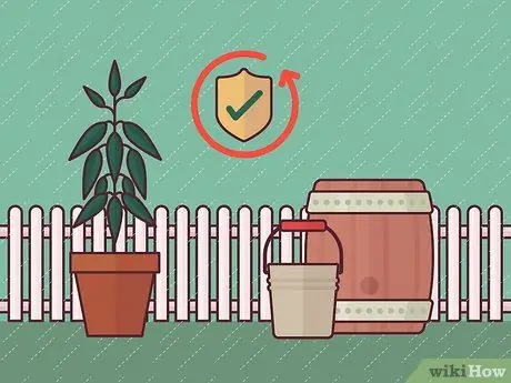 Сбор урожая корицы, шаг 2