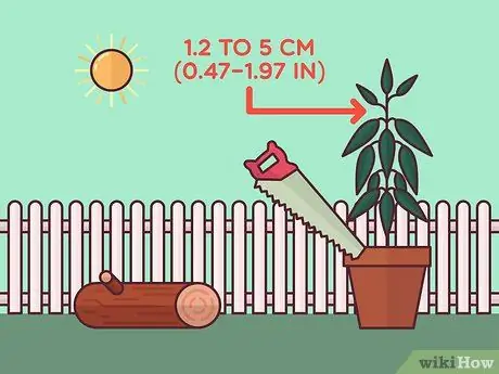 Сбор урожая корицы, шаг 3