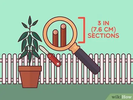 Сбор урожая корицы, шаг 4