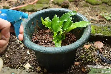 Размножение куркумы Шаг 4