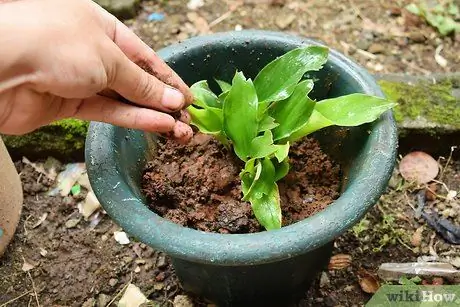 Размножение куркумы Шаг 5