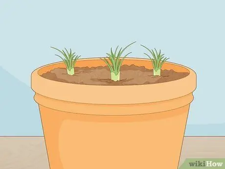 Выращивание шафрана в помещении Шаг 10