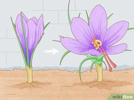 Выращивание шафрана в помещении Шаг 11