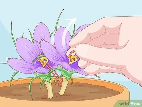 Выращивание шафрана в помещении Шаг 12