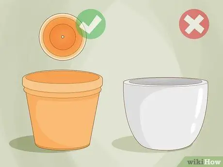 Выращивание шафрана в помещении, шаг 2