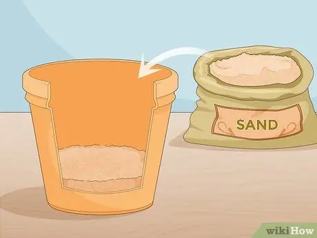 Выращивание шафрана в помещении, шаг 3