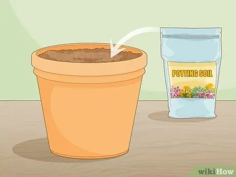 Выращивание шафрана в помещении Шаг 4