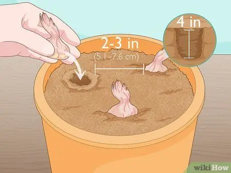 Выращивание шафрана в помещении Шаг 5