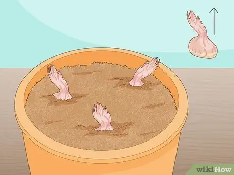 Выращивание шафрана в помещении Шаг 6