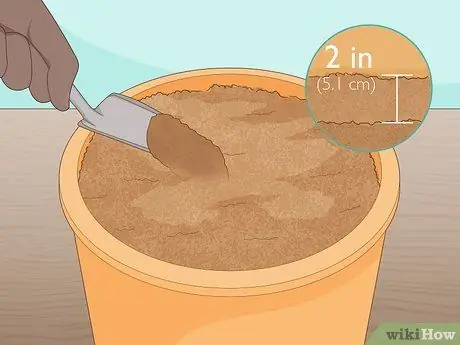 Выращивание шафрана в помещении Шаг 7