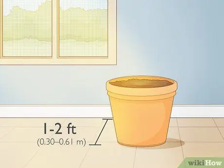 Выращивание шафрана в помещении Шаг 9