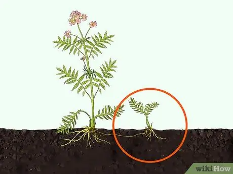 Выращивание валерианы, шаг 2