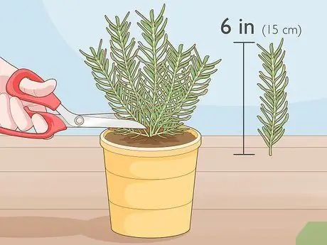 Выращивайте травы в воде, шаг 2