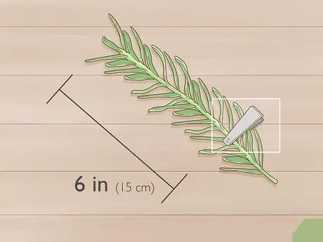 Выращивайте травы в воде, шаг 3
