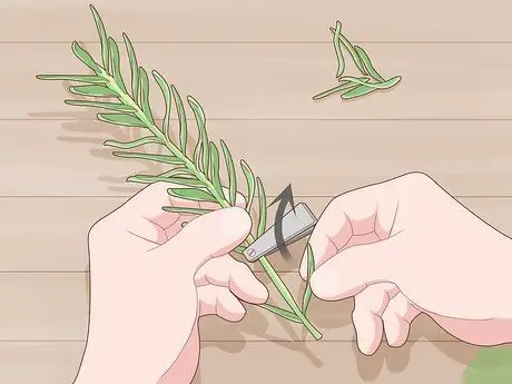 Выращивайте травы в воде, шаг 4