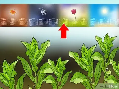 Посадите семена сафлора, шаг 1