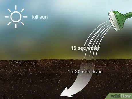 Посадите семена сафлора, шаг 2