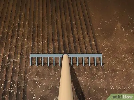 Посадите семена сафлора, шаг 3