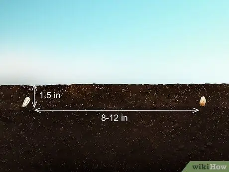 Посадите семена сафлора Шаг 4