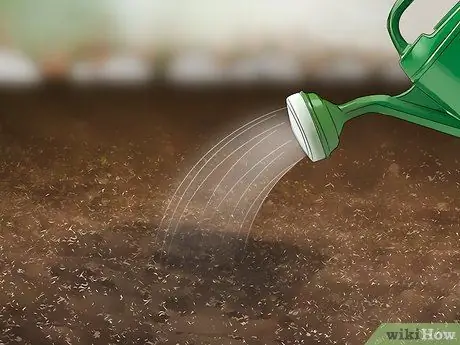 Посадите семена сафлора Шаг 5