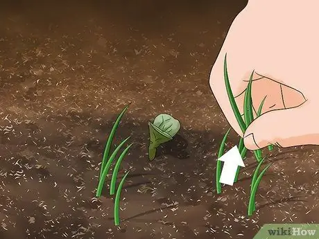Посадите семена сафлора Шаг 6
