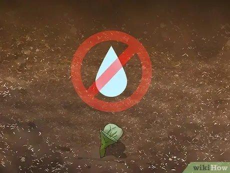 Посадите семена сафлора Шаг 7