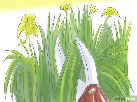 Уход за луковицами Шаг 2