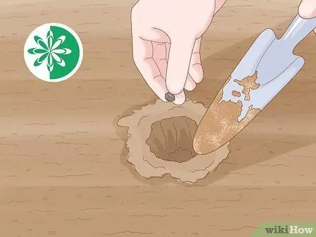 Сажать гвоздики Шаг 1