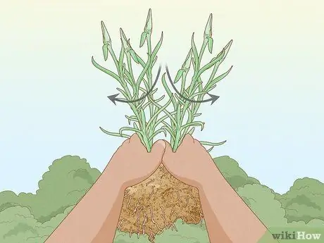 Сажать гвоздики Шаг 10