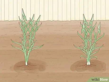 Сажать гвоздики Шаг 11