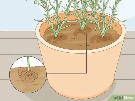 Сажать гвоздики Шаг 14