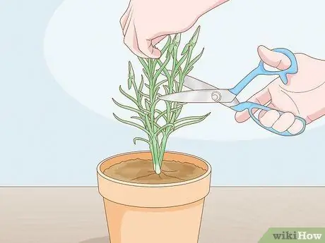 Сажать гвоздики Шаг 15