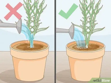 Сажать гвоздики Шаг 16