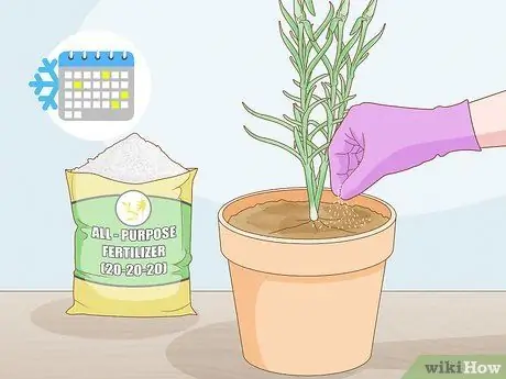 Сажать гвоздики Шаг 17