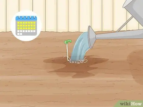 Сажать гвоздики Шаг 3