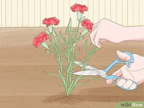 Сажать гвоздики Шаг 4