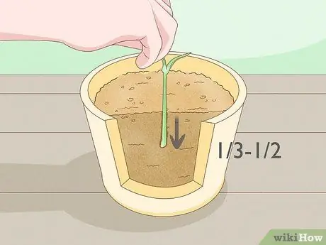 Сажать гвоздики Шаг 6