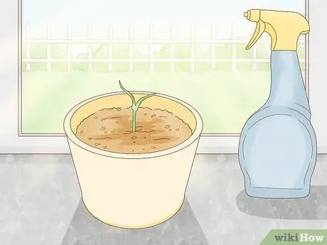 Сажать гвоздики Шаг 7