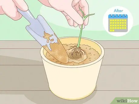 Сажать гвоздики Шаг 8