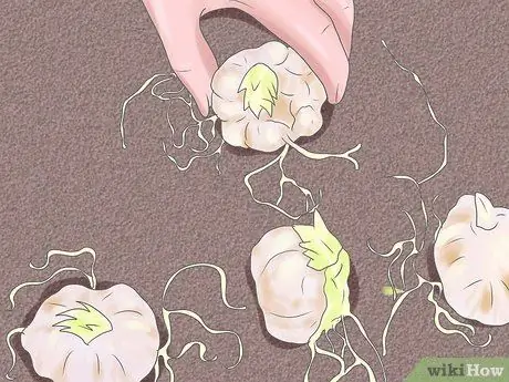 Уход за лилиями Шаг 2