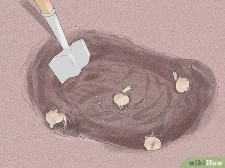 Уход за лилиями Шаг 3