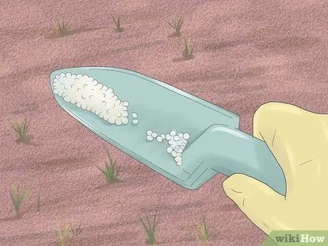 Уход за лилиями Шаг 5