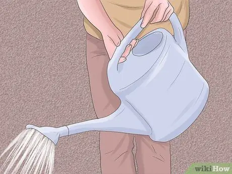 Уход за лилиями Шаг 6