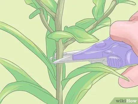 Уход за лилиями Шаг 8