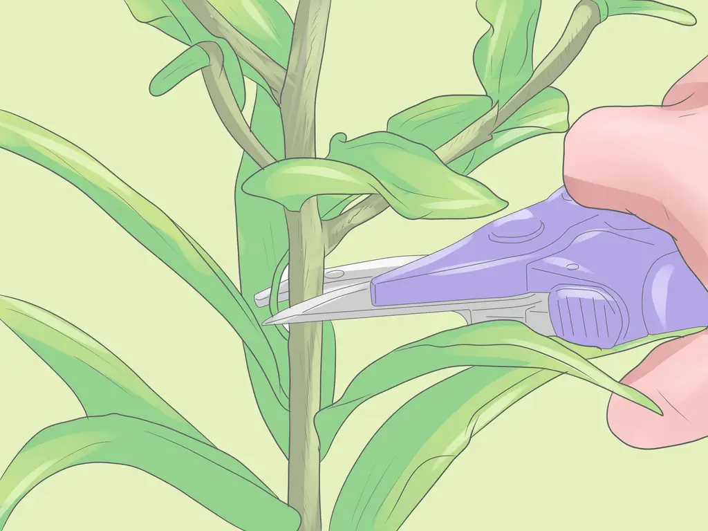 Как ухаживать за лилиями: 8 шагов (с иллюстрациями)