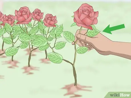 Срезанные цветы Шаг 1