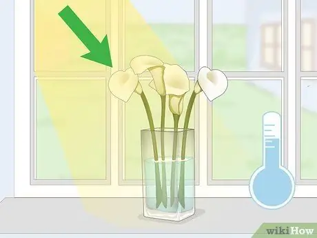 Сохраняйте срезанные каллы свежими, шаг 7