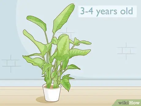 Заставь райскую птицу зацвести Шаг 1