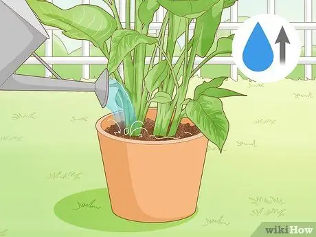 Заставь райскую птицу зацвести Шаг 11